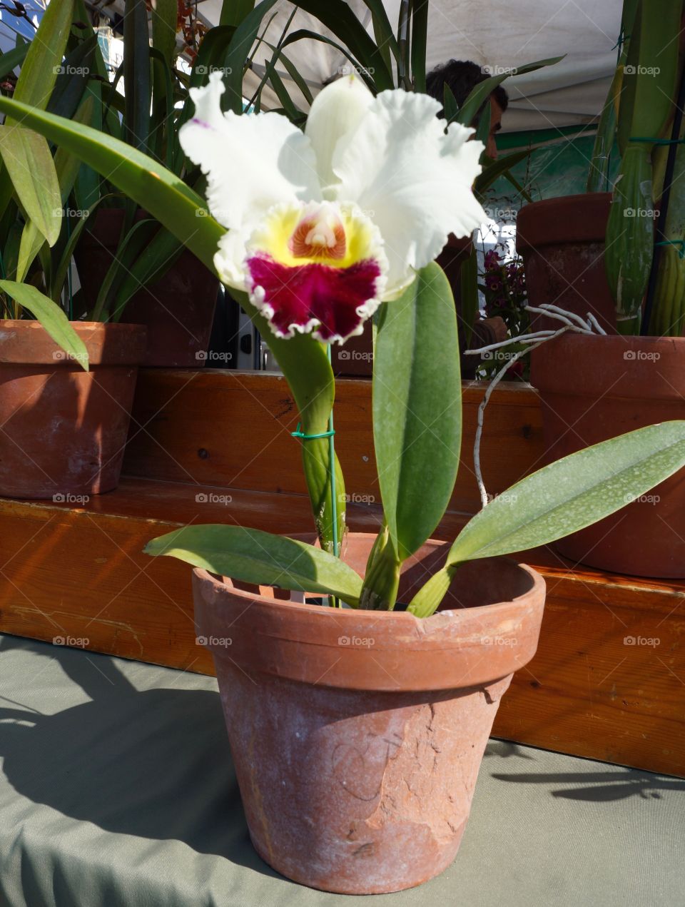 orchid in a pot