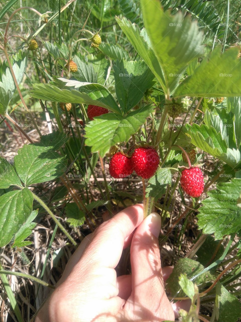 wild strawberries in the hand in the forest