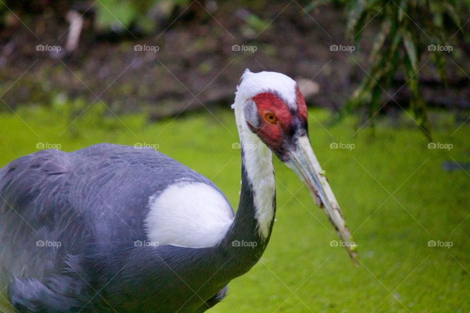 White-naped Crane