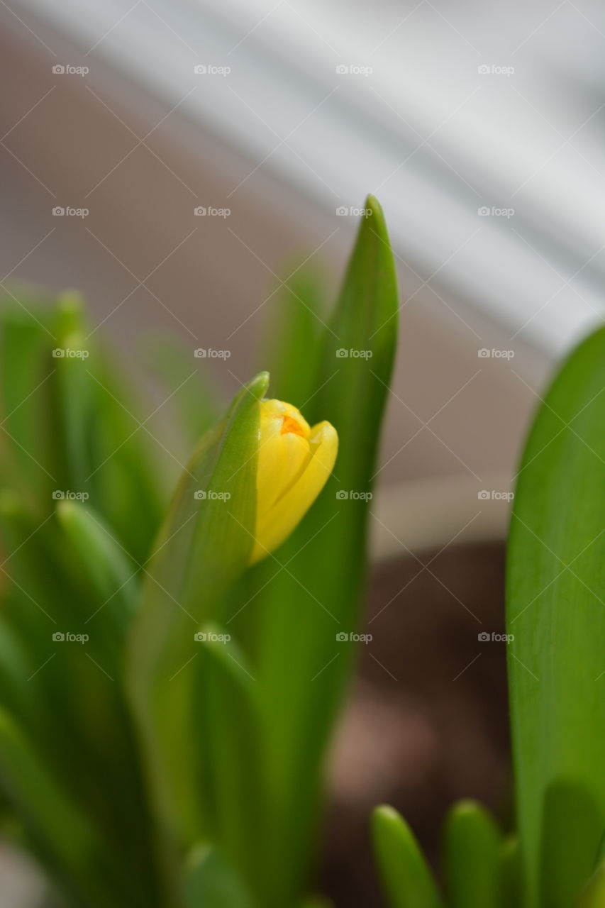 No Person, Nature, Tulip, Leaf, Easter