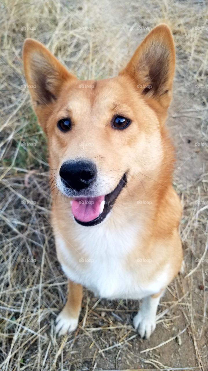 Bella Shiba Inu Sheltie mix