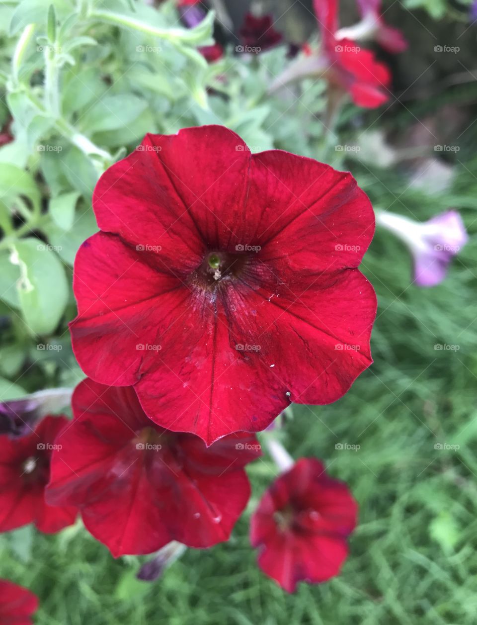 Petunia hybrida Vilm.