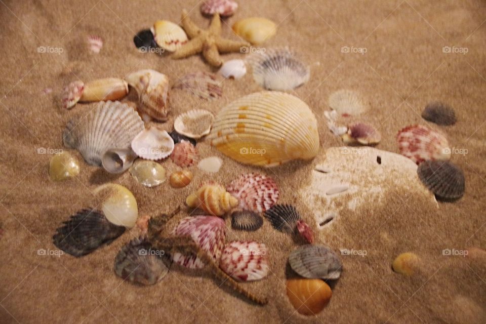 collection​ of assorted seashells in the sand at the beach with a seahorse, starfish, and sand dollar