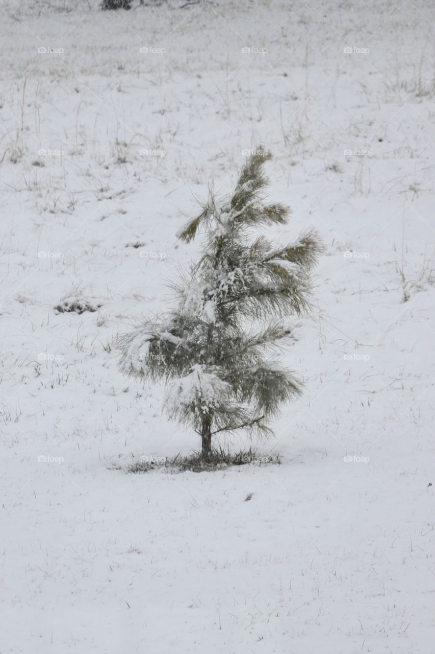 A lonely evergreen tree out in the winter snow covered in white.