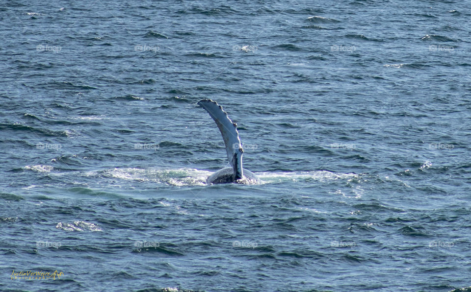 Majestic Humpback whale feeding and playing in the Puget sound! 