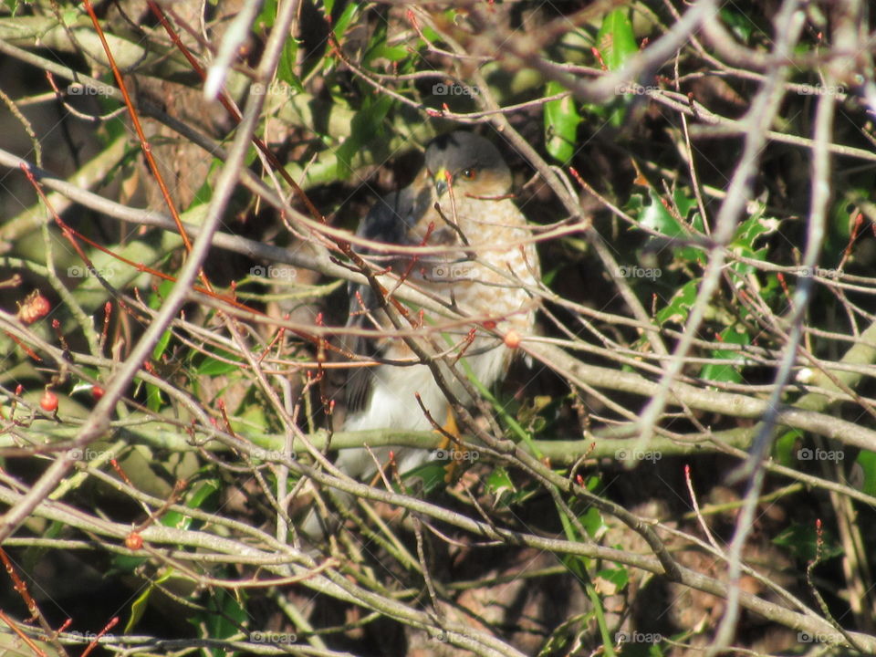 Bird, Nature, Wildlife, Animal, Wild