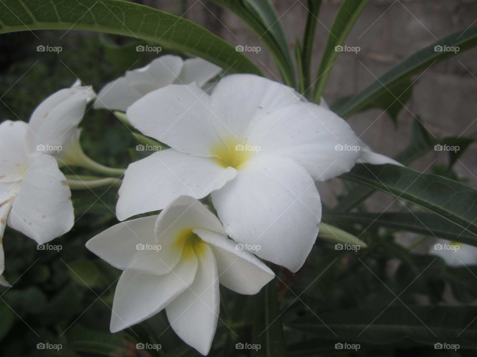 Flower in a Garden