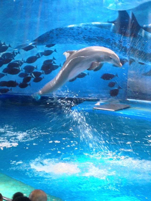 dolphin