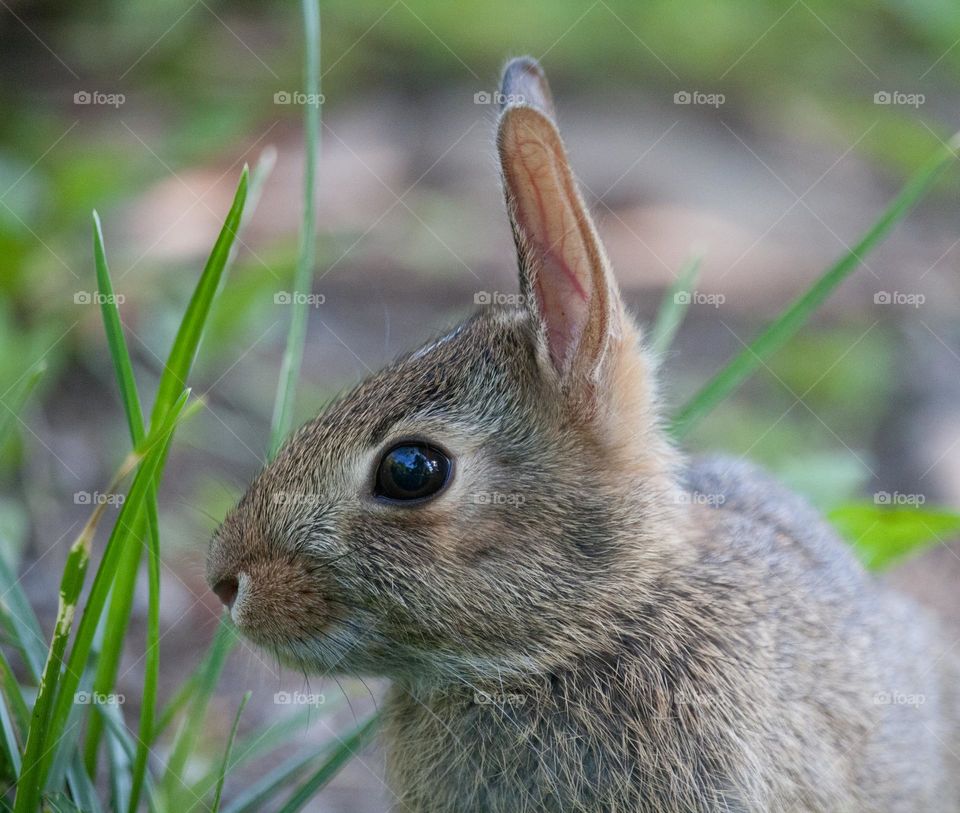 Cute tiny rabbit