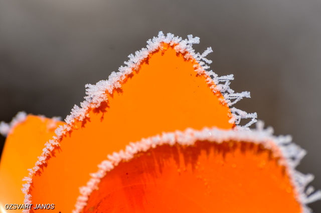 Winter scene