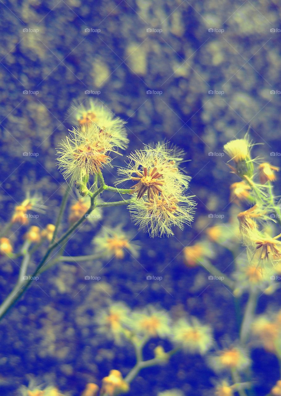 Close up of a dry grass flower