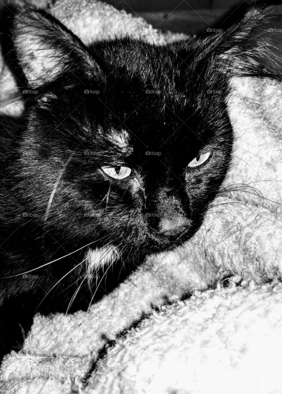 Black cat on blanket