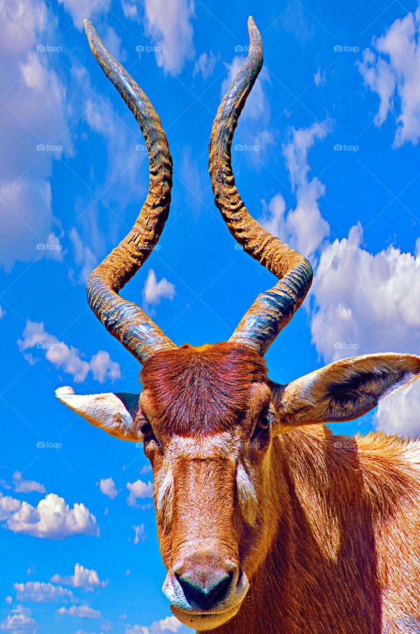 Head and horns portrait of a rather splendid Greater Kudu Antelope buck.