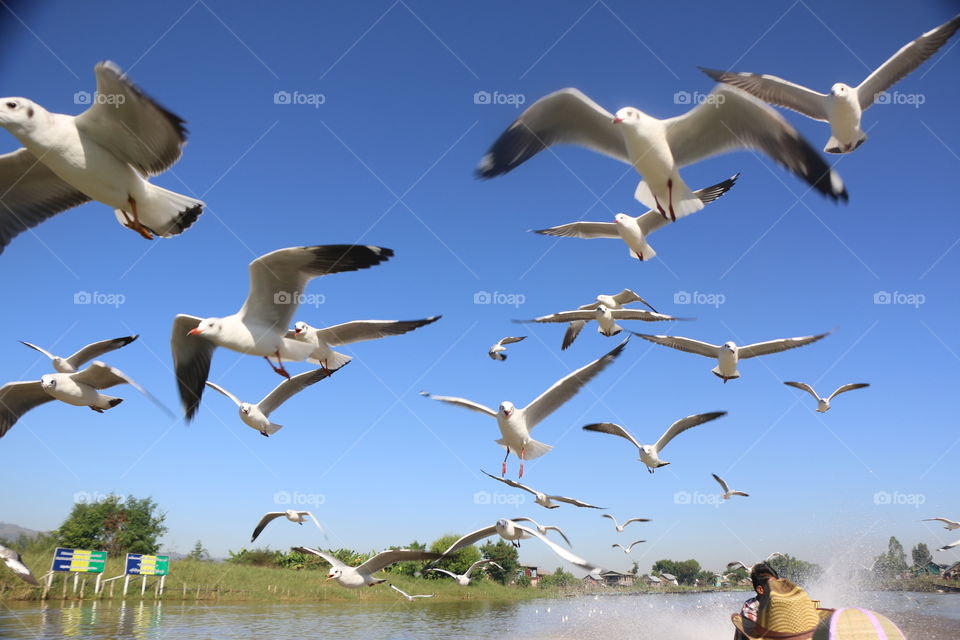 Bird, Seagulls, Flight, Nature, Wildlife
