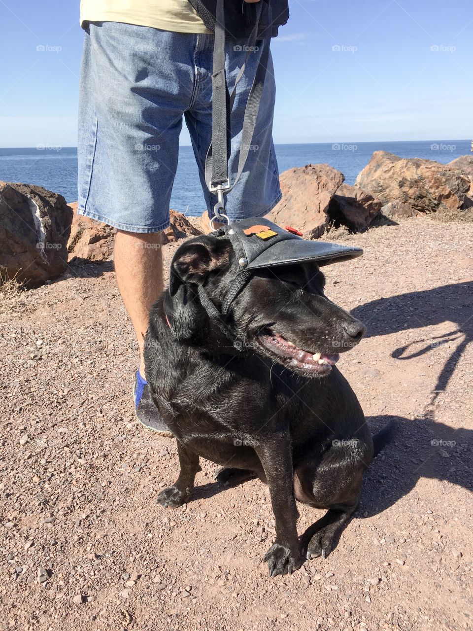 Black Labrador retriever cross Kelpie wearing black leather sun visor hat, on leash with male owner outdoors 