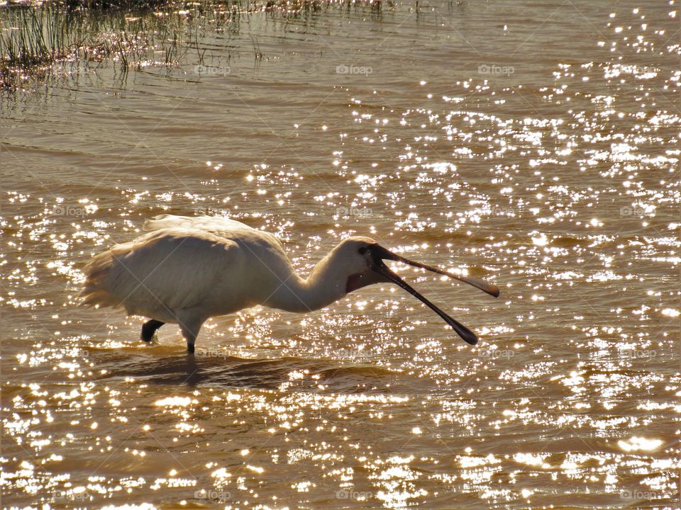 Spoonbill