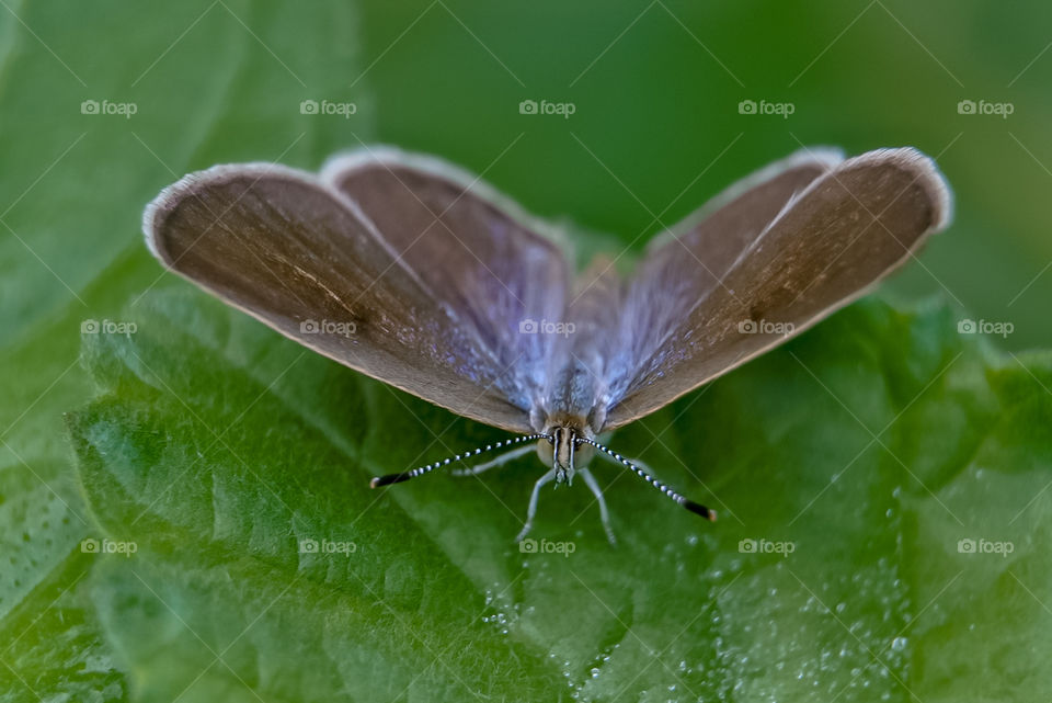 Butterflies waiting for the sun to shine