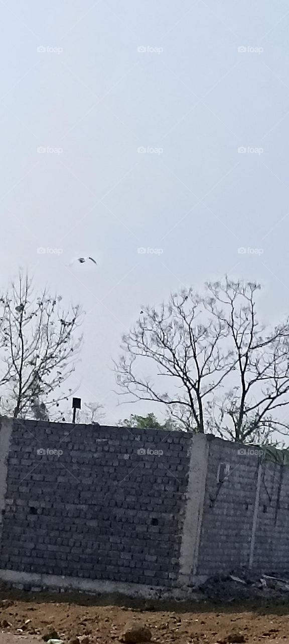 crane bird on a flight