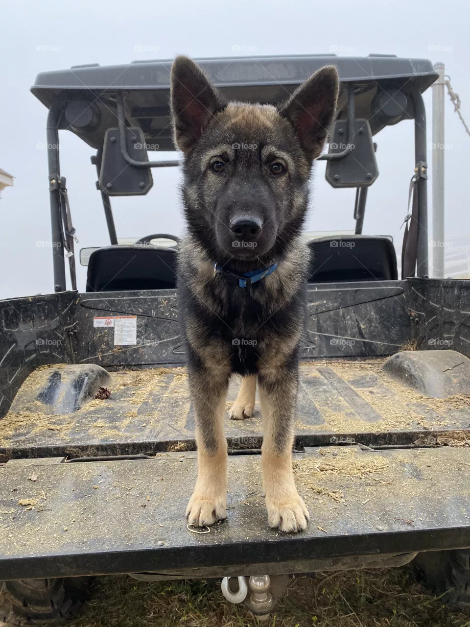 Puppy