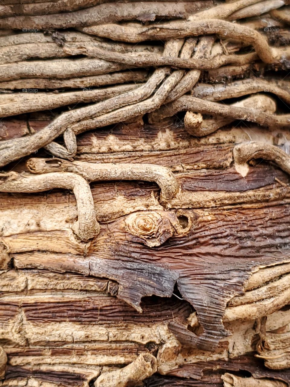 Abstract: pineapple plant basal stem and roots.