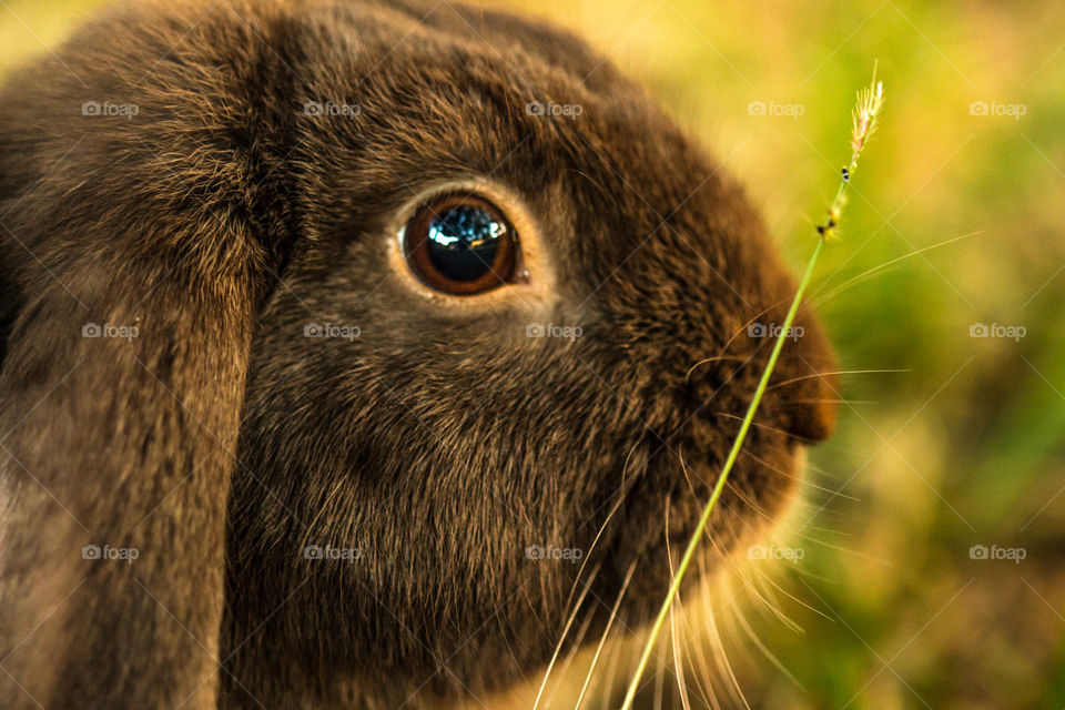 Bunny close up