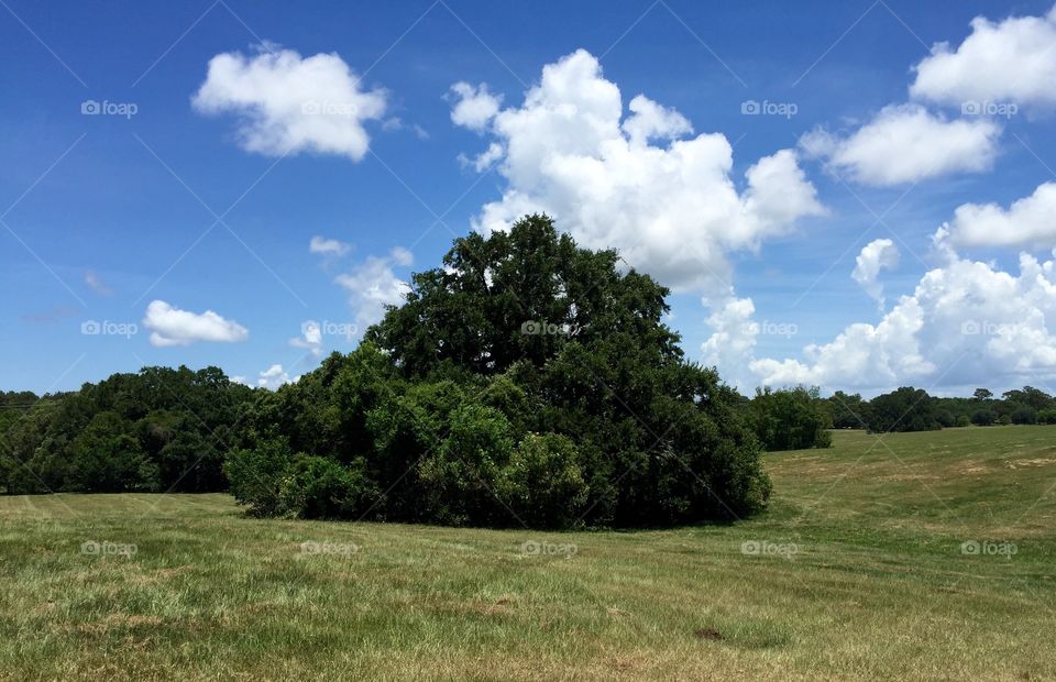 Big tree in the middle of a field