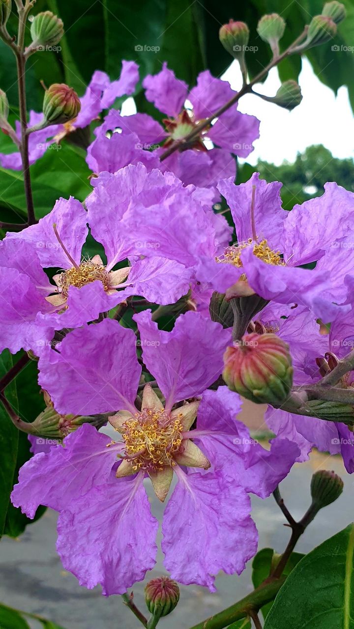 spring, flowers beautiful colors, wallpaper, natural, purple