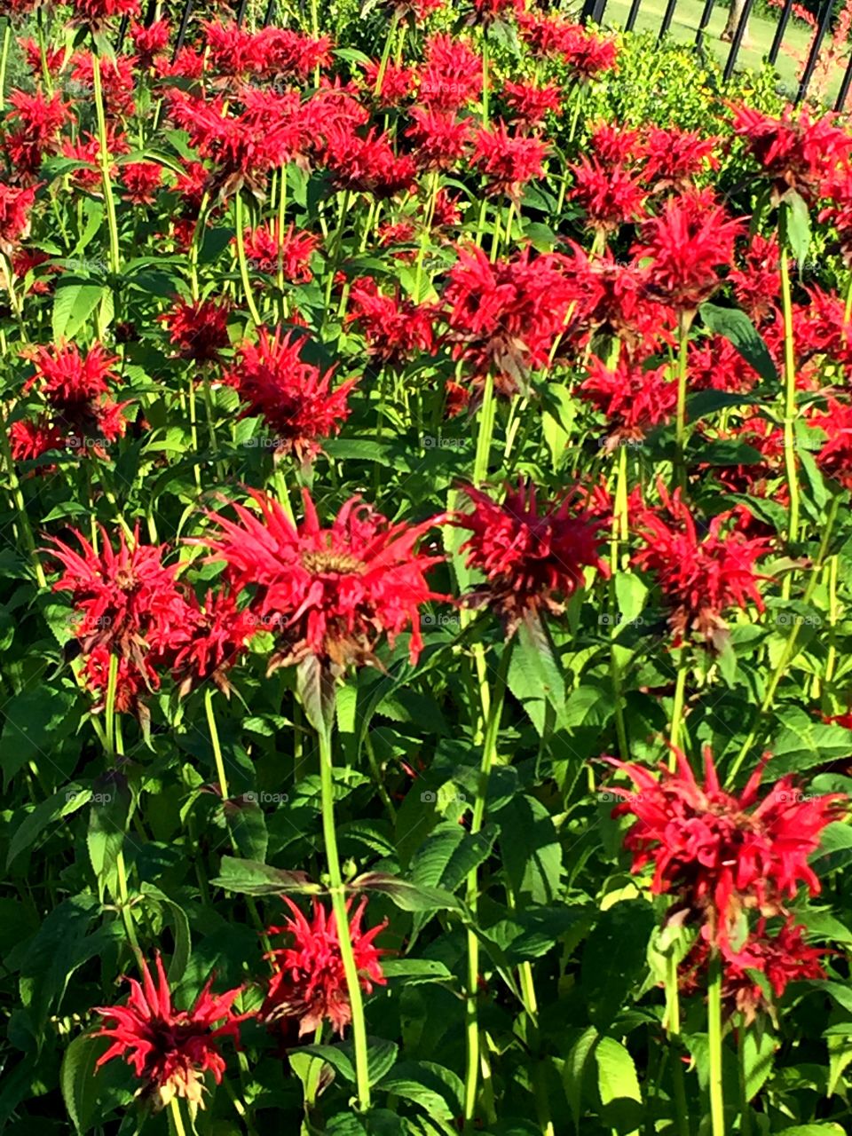 Red Spiky Flowers 