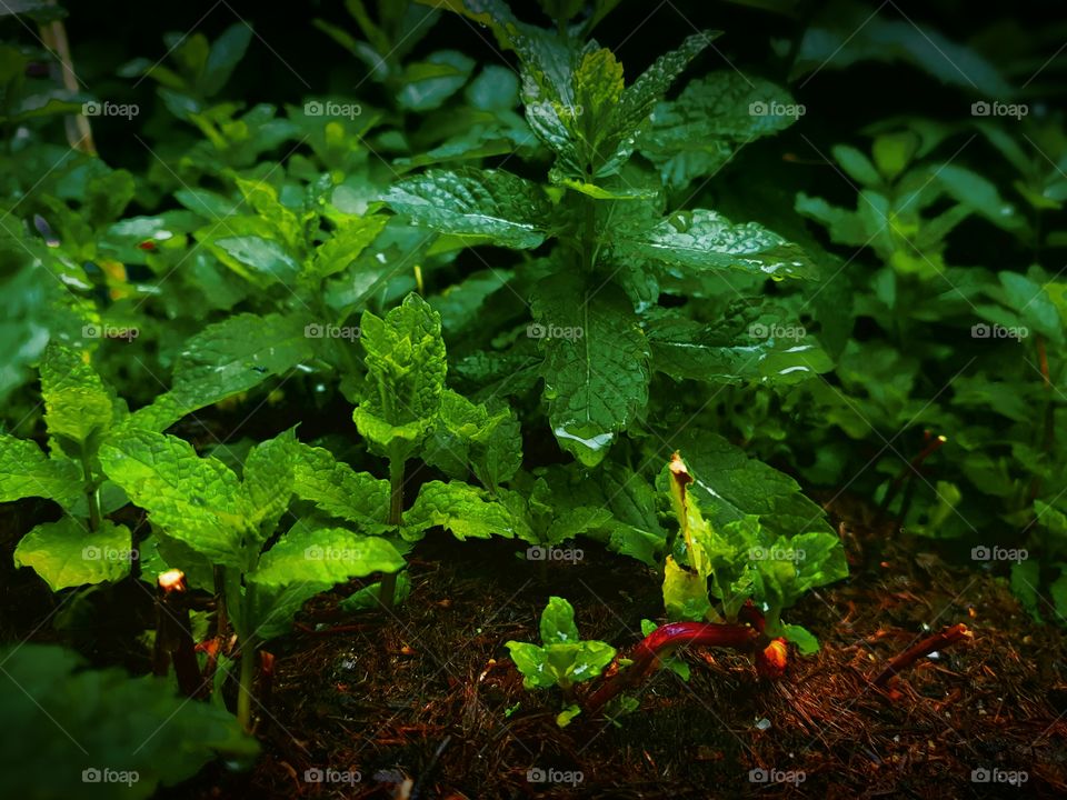 Growing special green - Peppermint