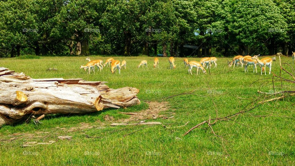 Knowsley Safari Park