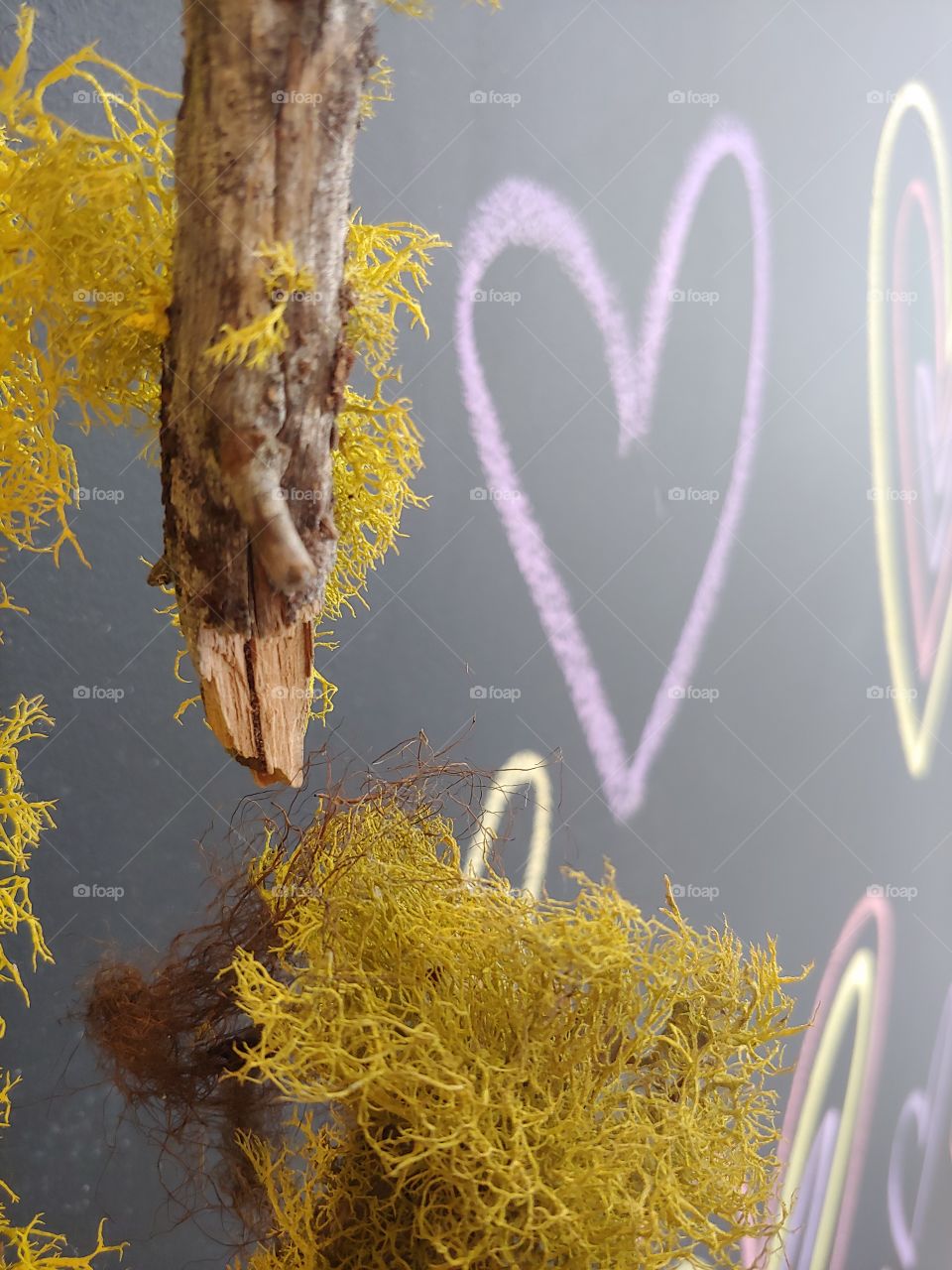 Peering through green mossy branches, simple purple, pink, and yellow hearts celebrate the holiday of romance.