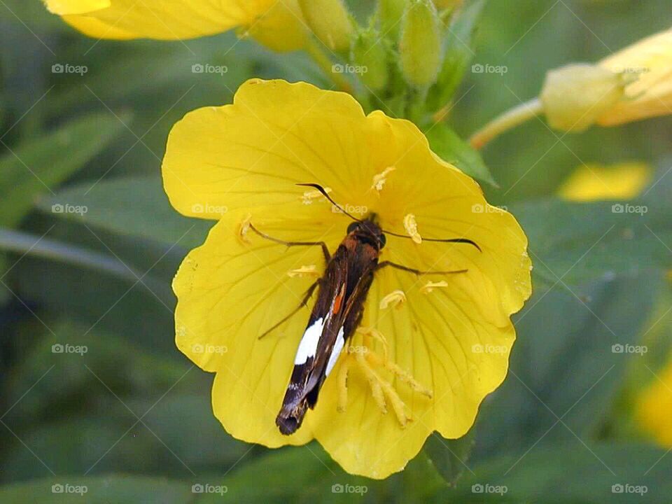 A beautiful little moth getting nectar from flowers in the spring. 