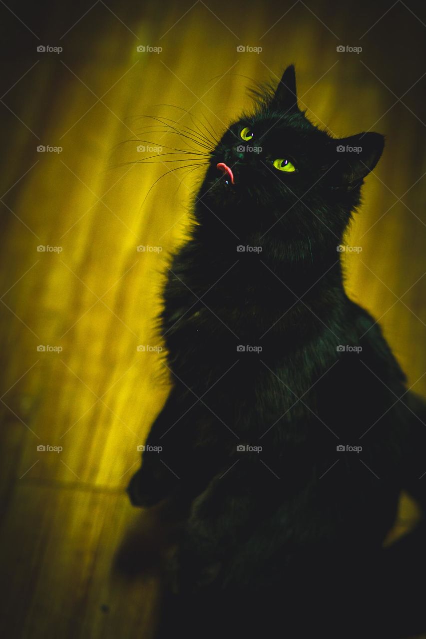 Kitten asking for treats.