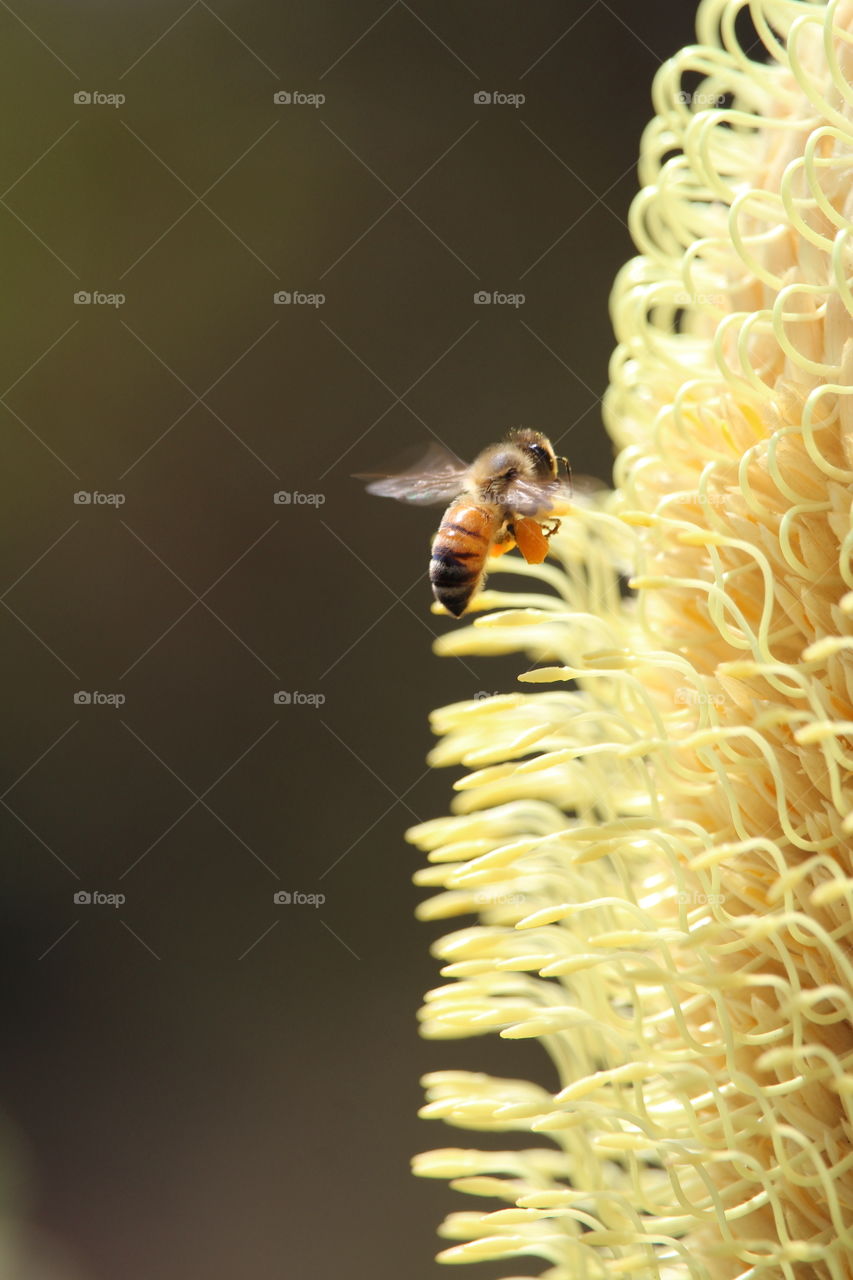 Buzzing bee around a Banksia flower