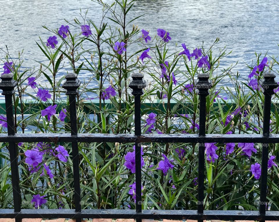 Purple Mexican petunias and a gate