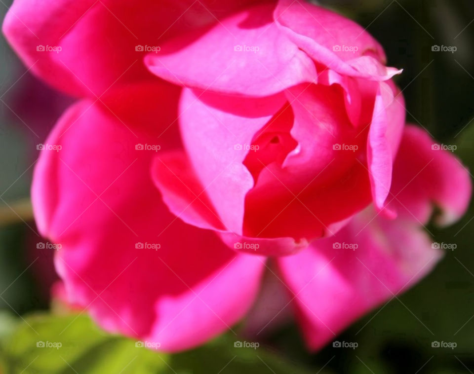 garden flora pink flower by merethe