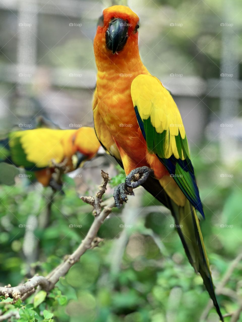 Lovely couple yellow green parrot 