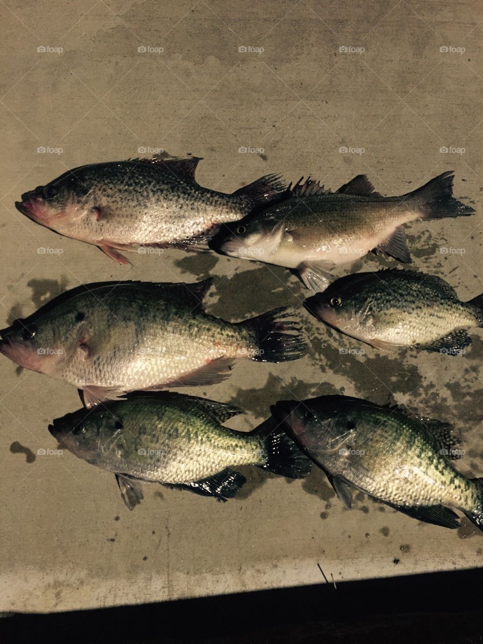 Fish, No Person, Catch, Nature, Seafood