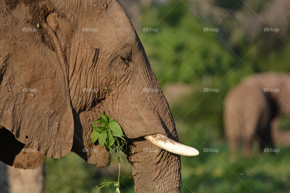 An afternoon snack for an African elephant Thuli reserve Botswana 