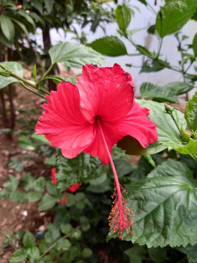 Red flower image