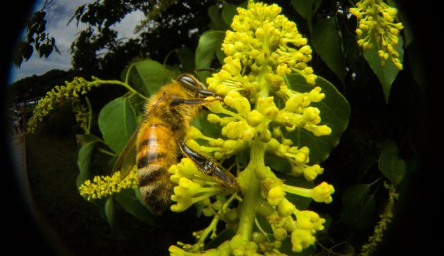 Bee