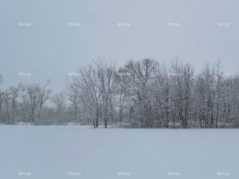 snowstorm field with trees