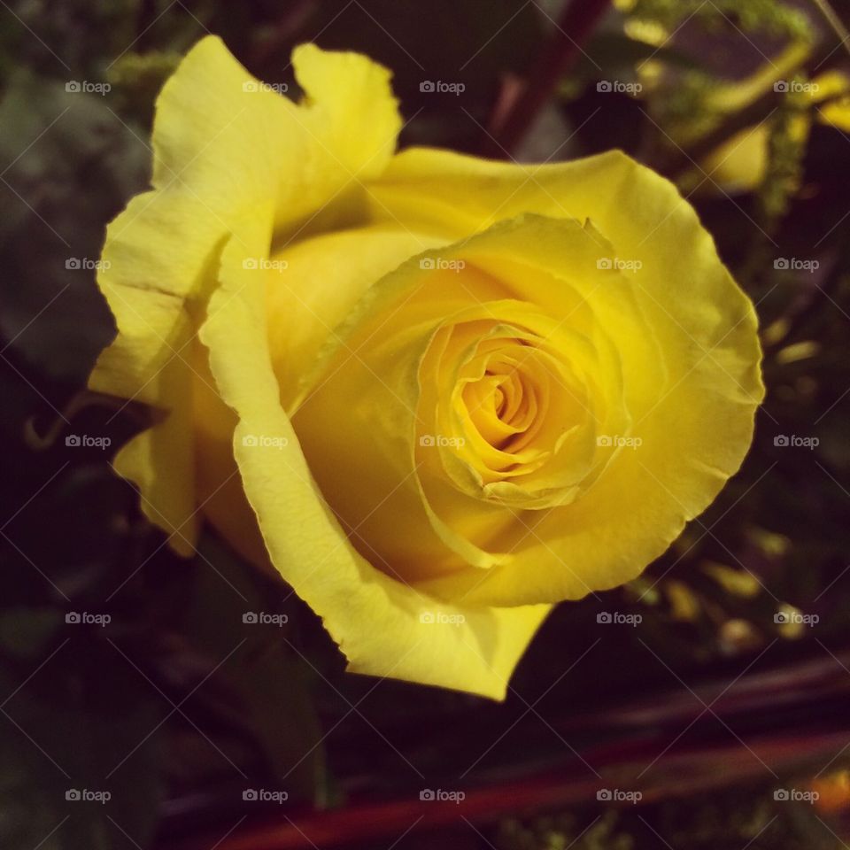 Rose-Yellow