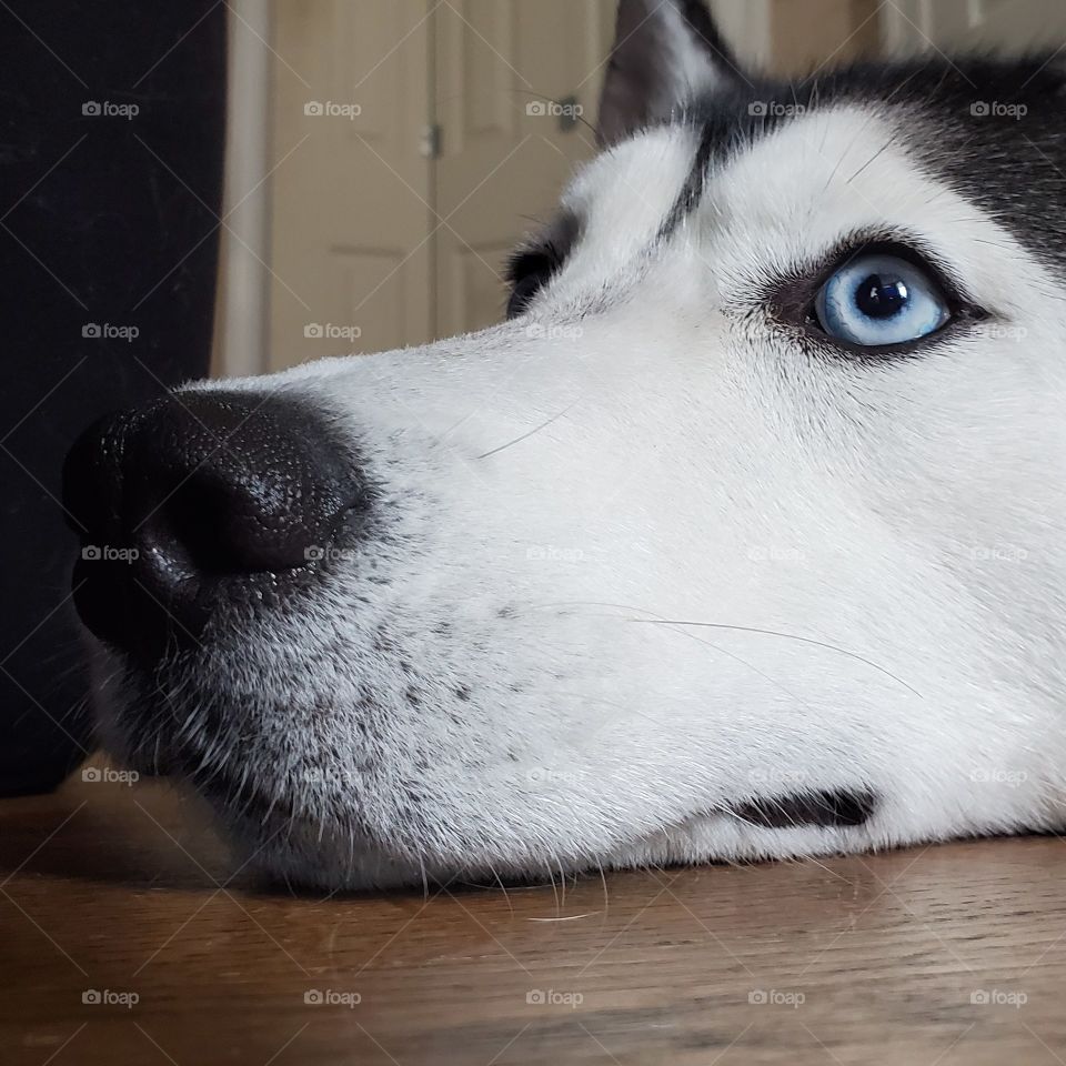 Sophia
AKC Registered Siberian Husky
Only one who holds still enough for good close ups!
Insta: howling_winds_siberians