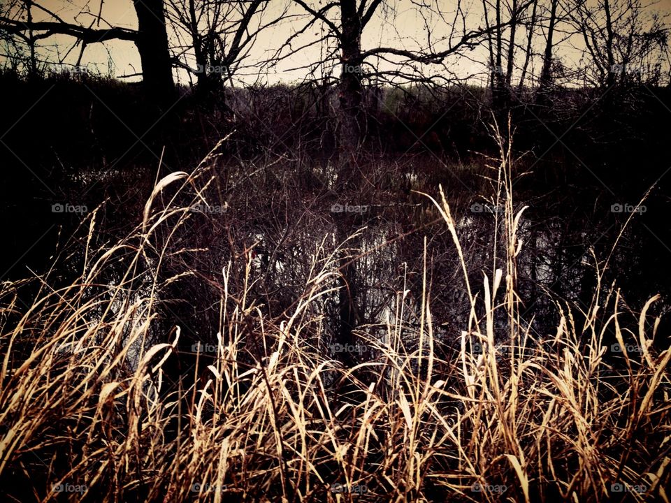 Tall, brown blades of grass line the edge of this swamp in rural White County, central Arkansas