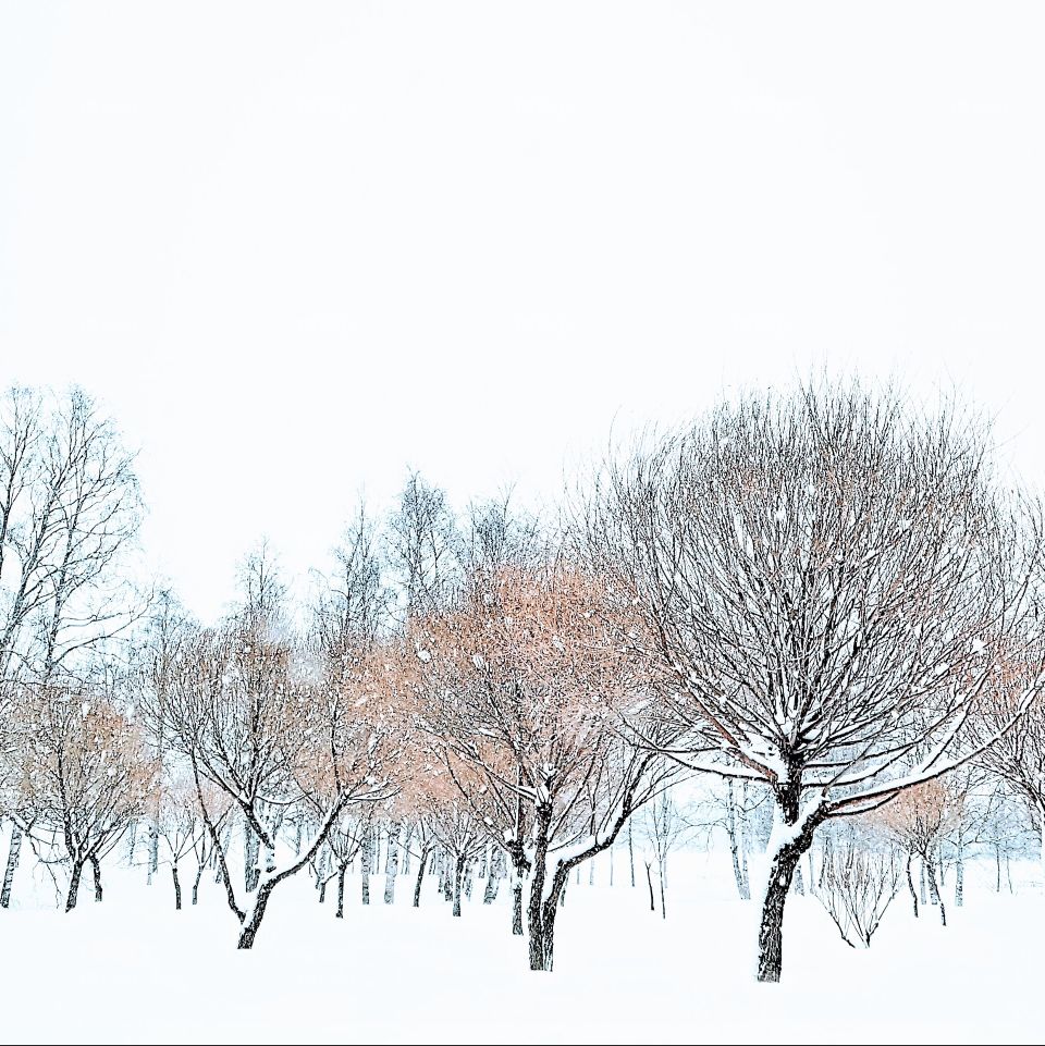 small trees in a snowy world