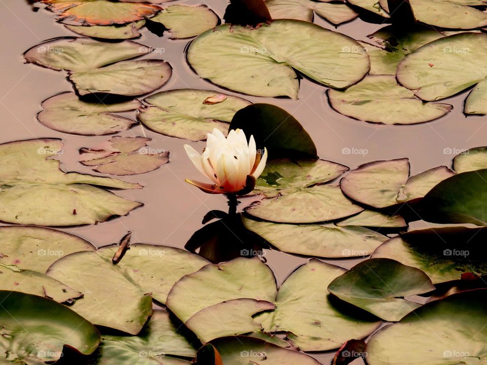 water lily