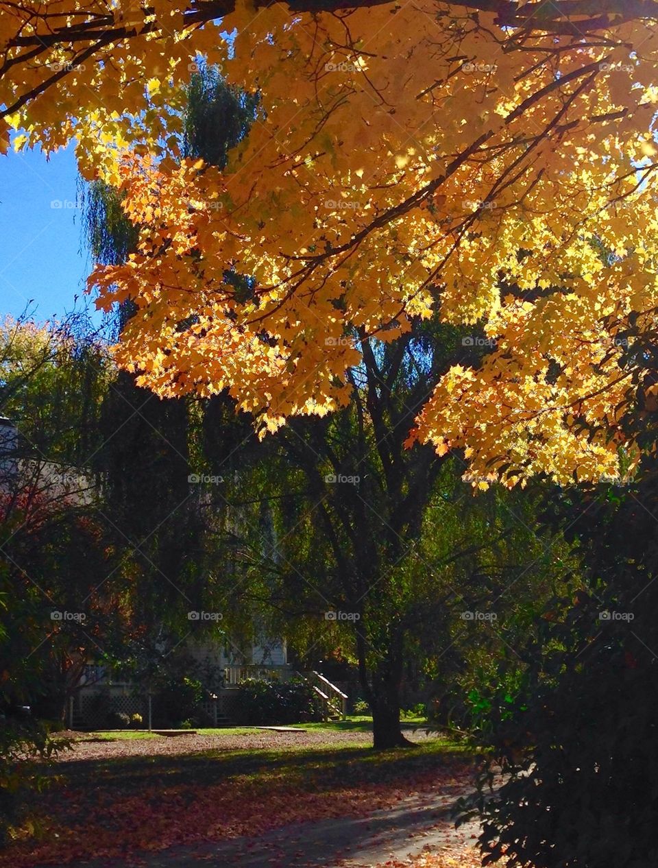 Colorful Backyard 