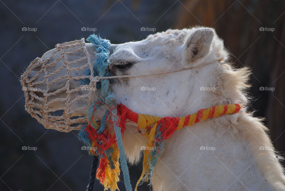 white nose camel rope by jonekl