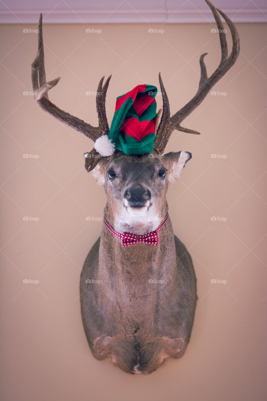 Holiday Deer